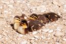 MALLARD_DUCKLING_S_6.jpg