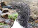 MANX_SHEARWATER_1.jpg