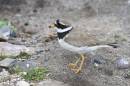 MG_5681_watching_the_nest.jpg