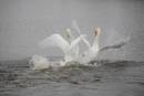 MUTE_SWAN_FIGHT_3.jpg