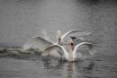 MUTE_SWAN_FIGHT_4.jpg