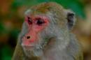 Macaque_close_up.JPG