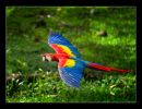 Macaw_4384_10x8_black_web.jpg