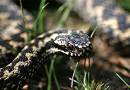 Macro-Adder.jpg