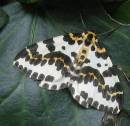 Magpie_Moth_1_jpg.jpg