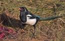 Magpie_at_the_reserve.jpg