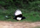 Magpie_on_the_Wing.jpg