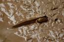 Mahachai_Mud_Skipper_1.JPG