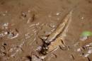 Mahachai_Mud_Skipper_2.JPG