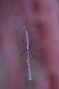 Mahachai_X_Spider.JPG