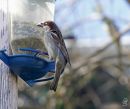 MaleSparrow_DSC1708S.jpg
