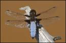 Male_Broad-bodied_Chaser.jpg