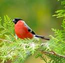 Male_Bulfinch_650_x_640_450_x_442_.jpg