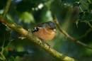 Male_Chaffinch.jpg