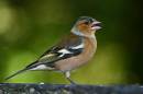 Male_Chaffinch_with_black_sunflower_seed.jpg