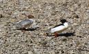 Male_Female_Goosander_Mergus_Merganser_20-4-2018_.jpg