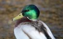 Male_Mallard_21-3-2020_3.jpg