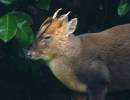 Male_Muntjac.jpg