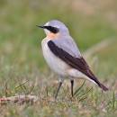 Male_Wheatear_1.jpg
