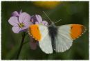 Male_orange_tip.jpg