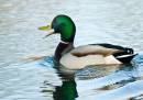 Mallard-3.jpg