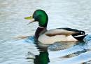 /gallery/data/501/thumbs/Mallard-3.jpg