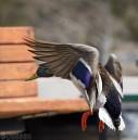 Mallard.jpg