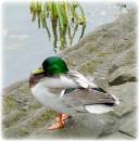 Mallard2.JPG
