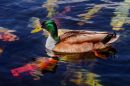 Mallard5.jpg