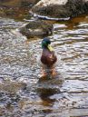 Mallard7.jpg