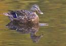 Mallard_3_B.jpg