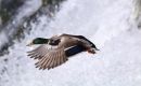 Mallard_Anas_Platyrhynchos_1-6-2020_20.jpg