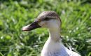 Mallard_Anas_Platyrhynchos_1.jpg