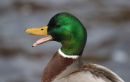 Mallard_Anas_Platyrhynchos_11.jpg