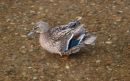 Mallard_Anas_Platyrhynchos_2.jpg