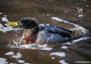 Mallard_Anas_Platyrhynchos_6.jpg