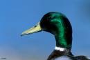 Mallard_Drake_head.jpg