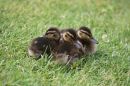 Mallard_Duckling_7-6-2019_2_.jpg