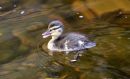 Mallard_Duckling_Anas_Platyrhynchos_28-4-2017_6.jpg