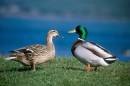 Mallard_pair.jpg
