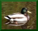 Mallard_scaled.jpg
