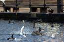 Mallards_04.jpg