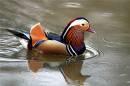 Mandarin-Duck-23-4-06.jpg