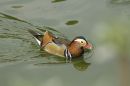 Mandarin_Duck.jpg