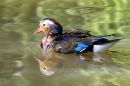 Mandarin_Duck1.jpg