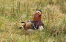 Mandarin_duck2.jpg