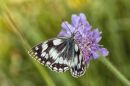 Marble_White1.jpg