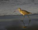 MarbledGodwit.jpg
