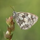 Marbled_White3.JPG