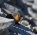 Marmot_DSC_9247_DxO_700.jpg